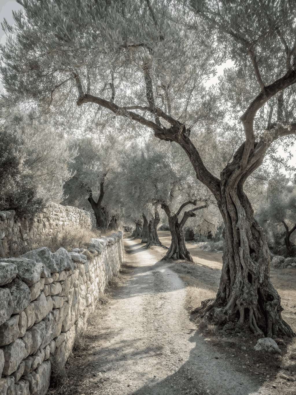 Gnarled ancient olive trees under a midday Mediterranean sun